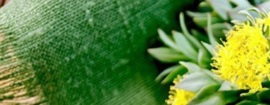 Rožni koren (Rhodiola Rosea)